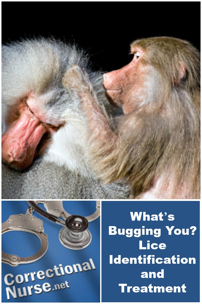 What’s Bugging You Lice Identification and Treatment