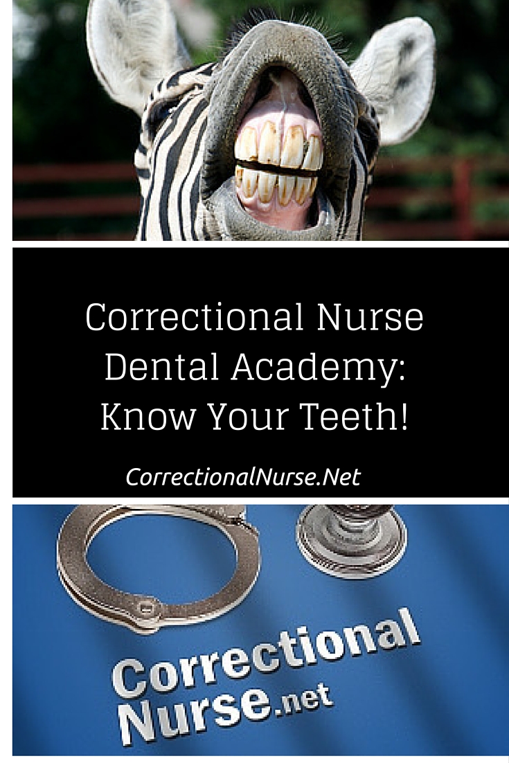 Correctional Nurse Dental Academy: Know Your Teeth!